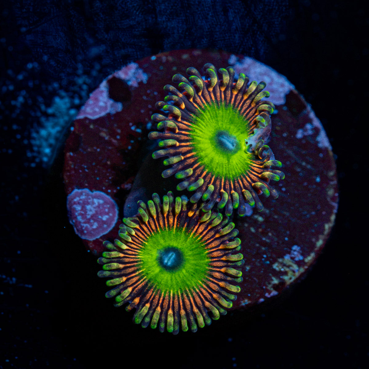 Candy Apple Pink Zoanthid Coral with colony growth in reef aquarium