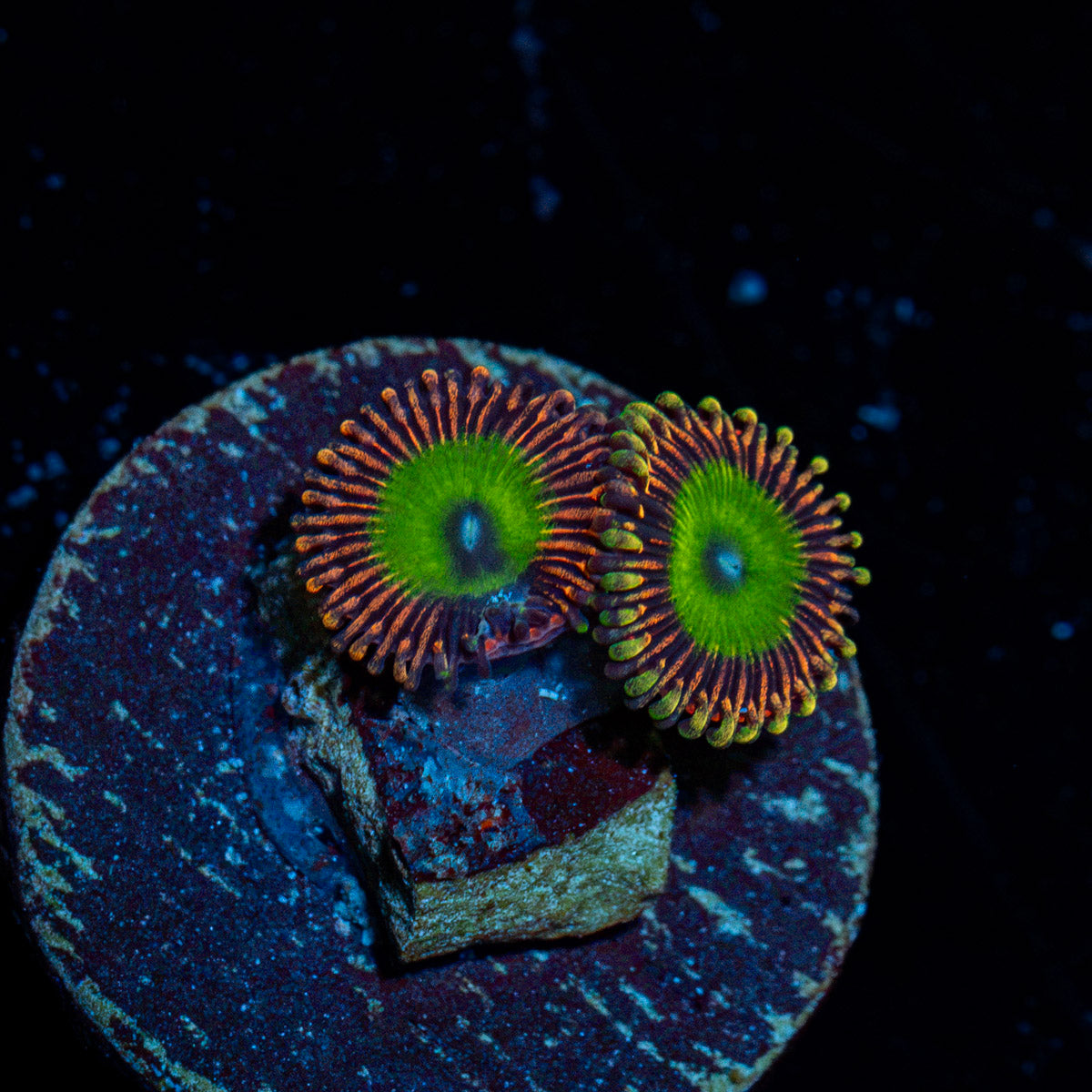 Candy Apple Pink Zoanthid Coral with colony growth in reef aquarium