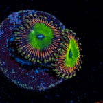 Candy Apple Pink Zoanthid Coral colony growth in reef aquarium