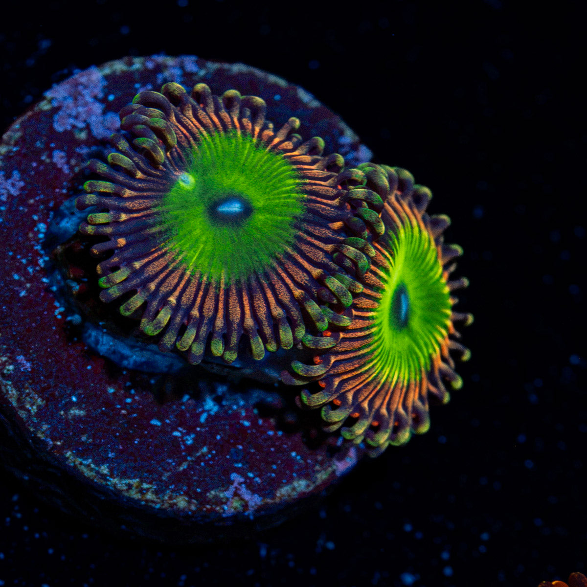 Candy Apple Pink Zoanthid Coral colony growth in reef aquarium