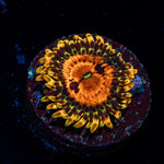Piranha Plants Zoanthid Coral colony growth in reef aquarium