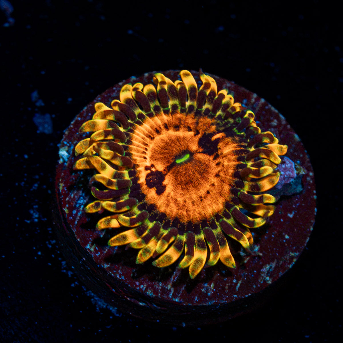 Piranha Plants Zoanthid Coral colony growth in reef aquarium