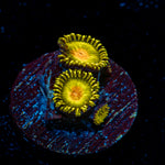 Sun Gods Zoanthid Coral with colony growth in reef aquarium