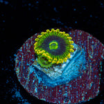 Rainbow Yoda Zoanthid Coral with colony growth in reef aquarium