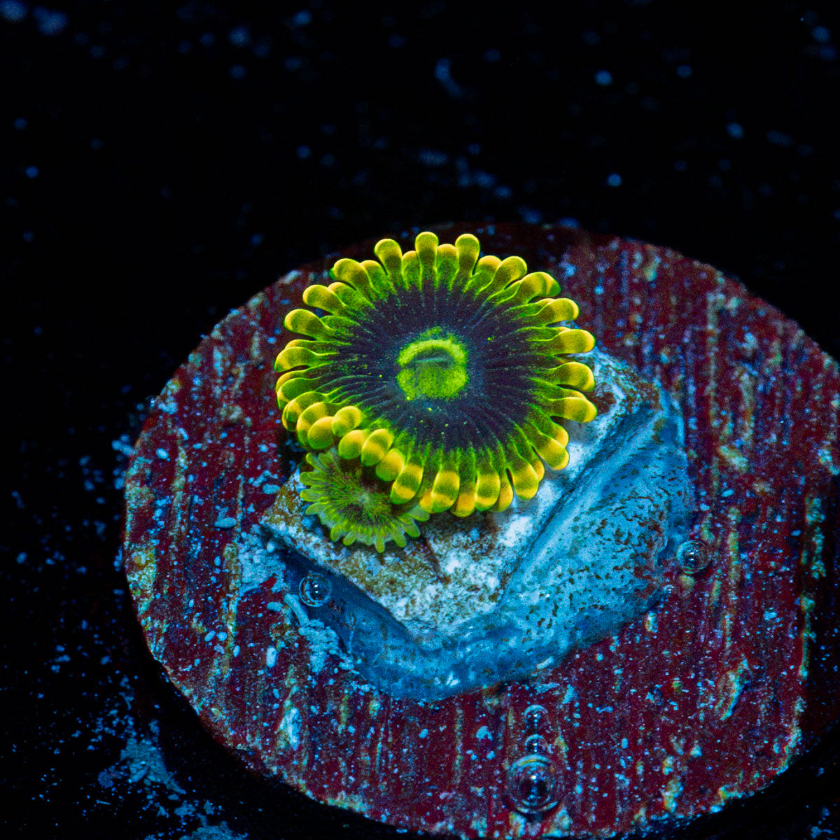 Rainbow Yoda Zoanthid Coral with colony growth in reef aquarium