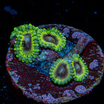 Joker Zoanthid Coral with colony growth in reef aquarium