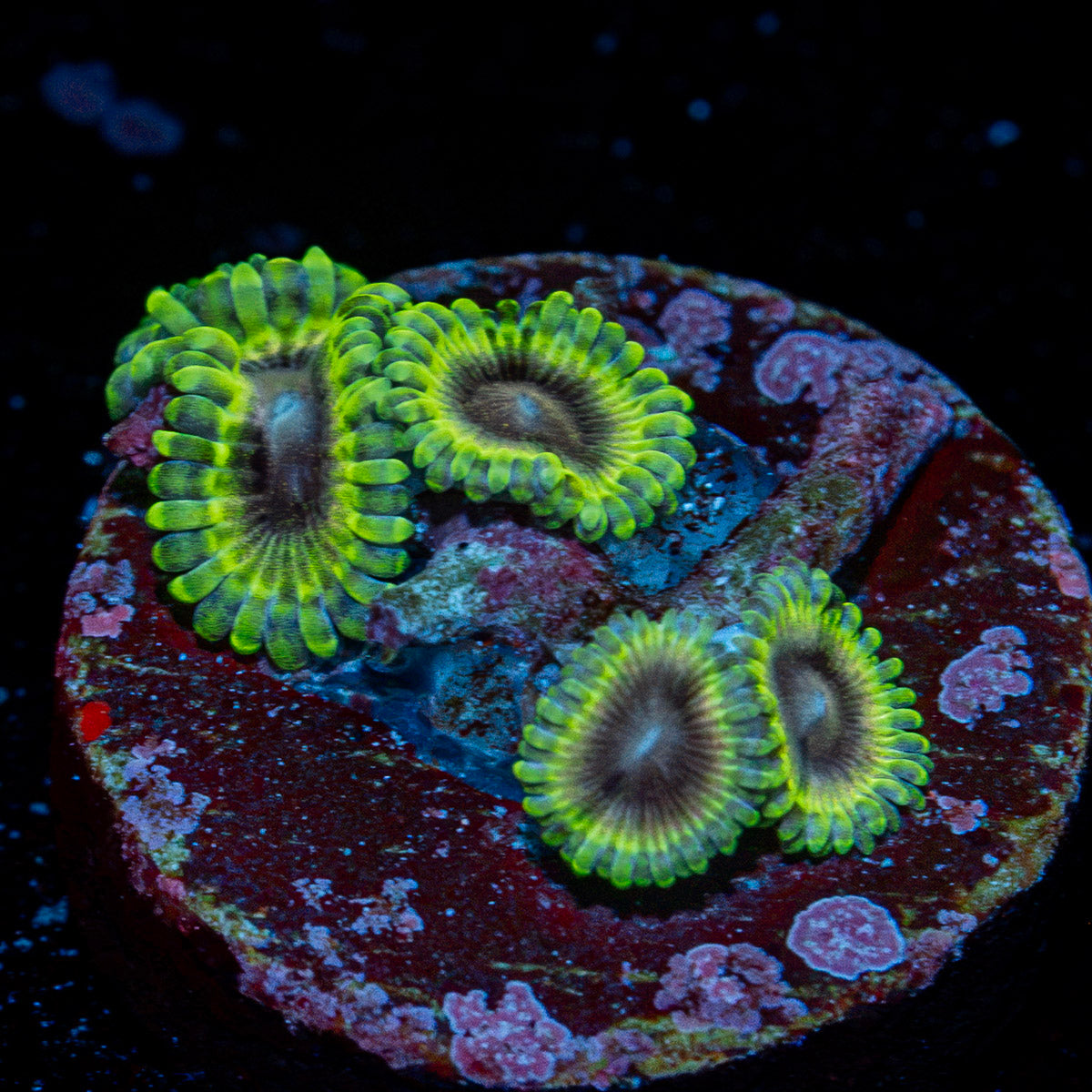 Joker Zoanthid Coral with colony growth in reef aquarium