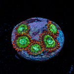 WWC Viridian Zoanthid Coral colony growth in reef aquarium