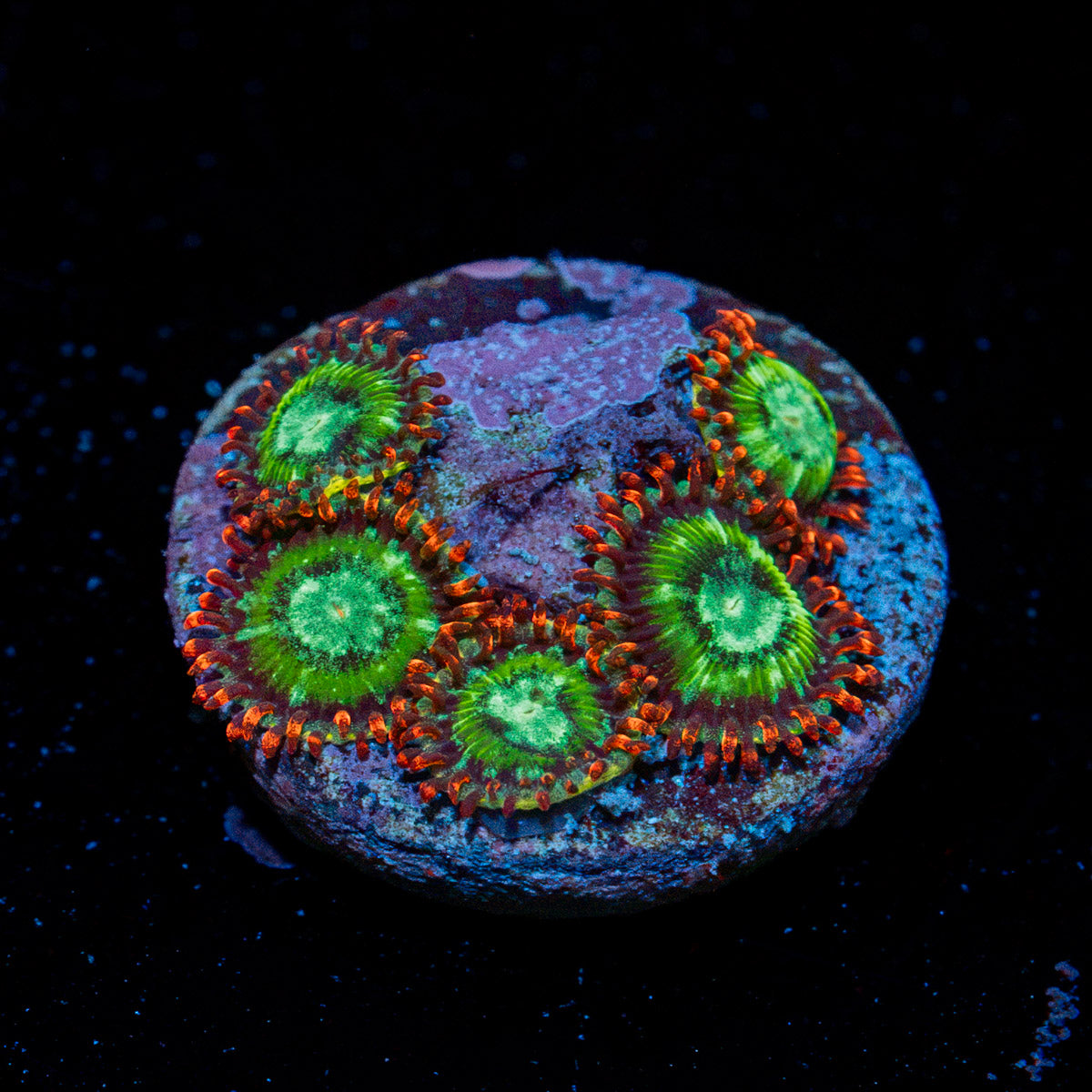 WWC Viridian Zoanthid Coral colony growth in reef aquarium