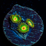 Rasta Zoanthid Coral with colony growth in reef aquarium