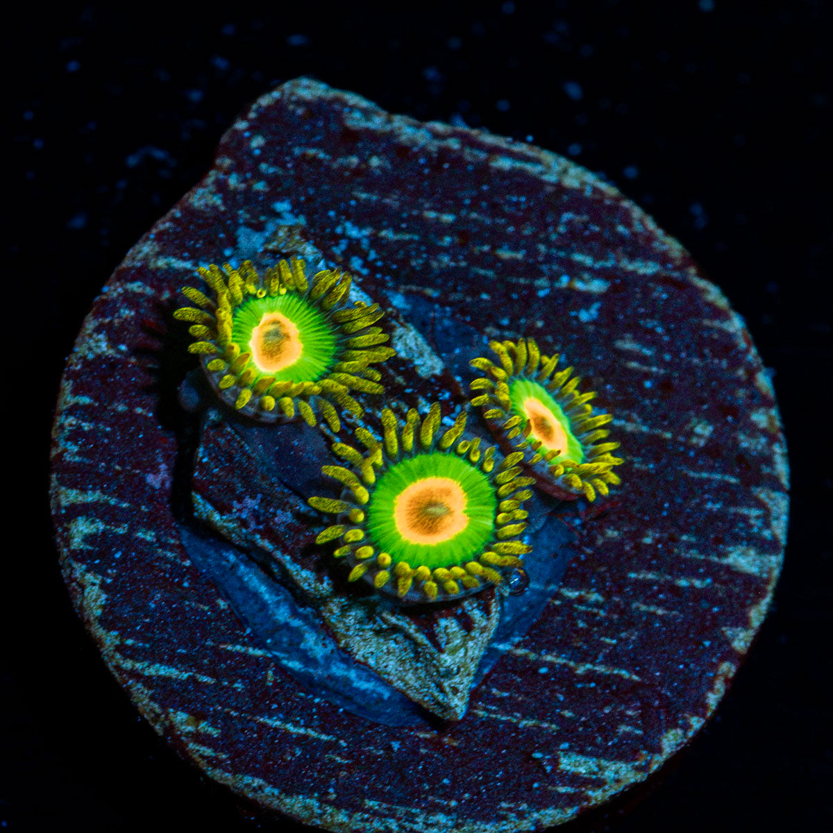 Rasta Zoanthid Coral with colony growth in reef aquarium