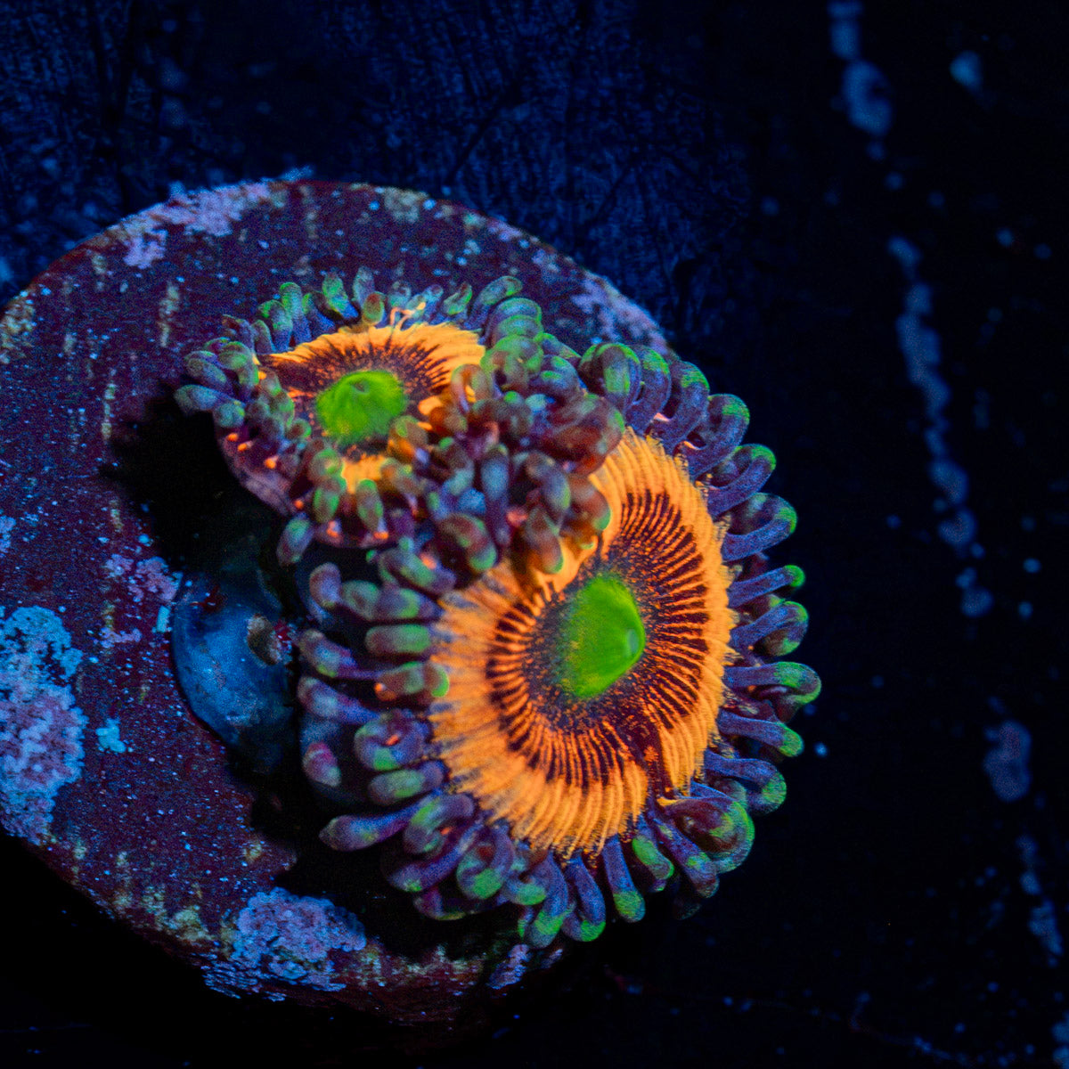 Blow Pop Zoanthid Coral colony growth in reef aquarium
