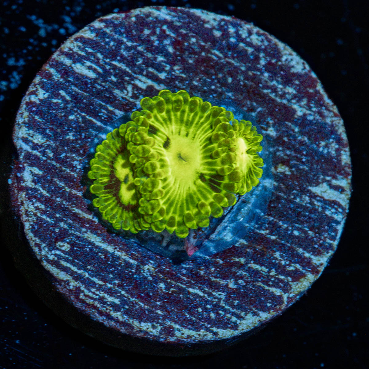Emerald Muals Zoanthid Coral with colony growth in reef aquarium