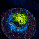 Emerald Muals Zoanthid Coral with colony growth in reef aquarium