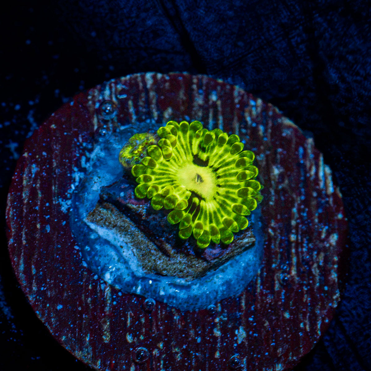 Emerald Muals Zoanthid Coral with colony growth in reef aquarium