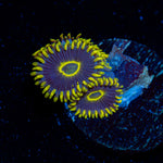 Blue Jays Zoanthid Coral colony growth in reef aquarium