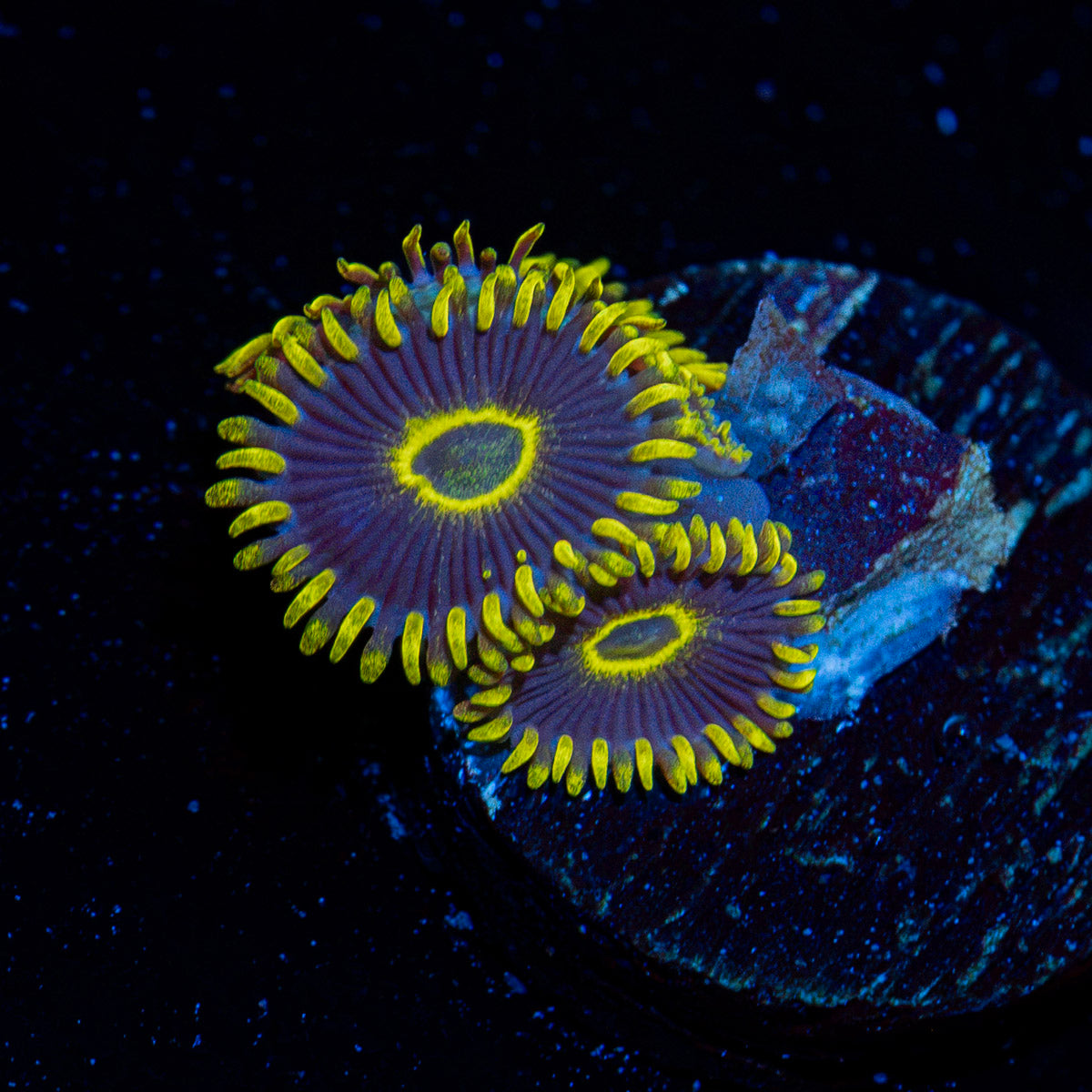 Blue Jays Zoanthid Coral colony growth in reef aquarium