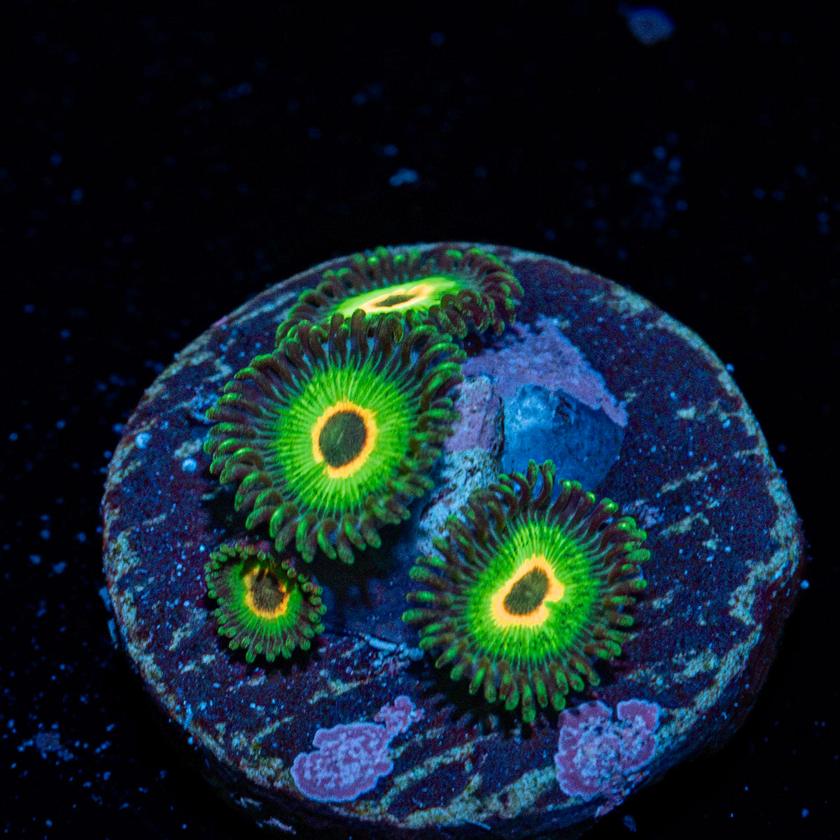 Ultimate Rasta Zoanthids Coral with colony growth in reef aquarium