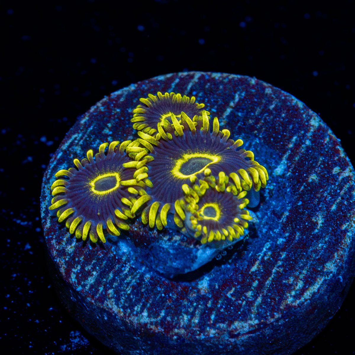 Blue Jays Zoanthid Coral with colony growth in reef aquarium