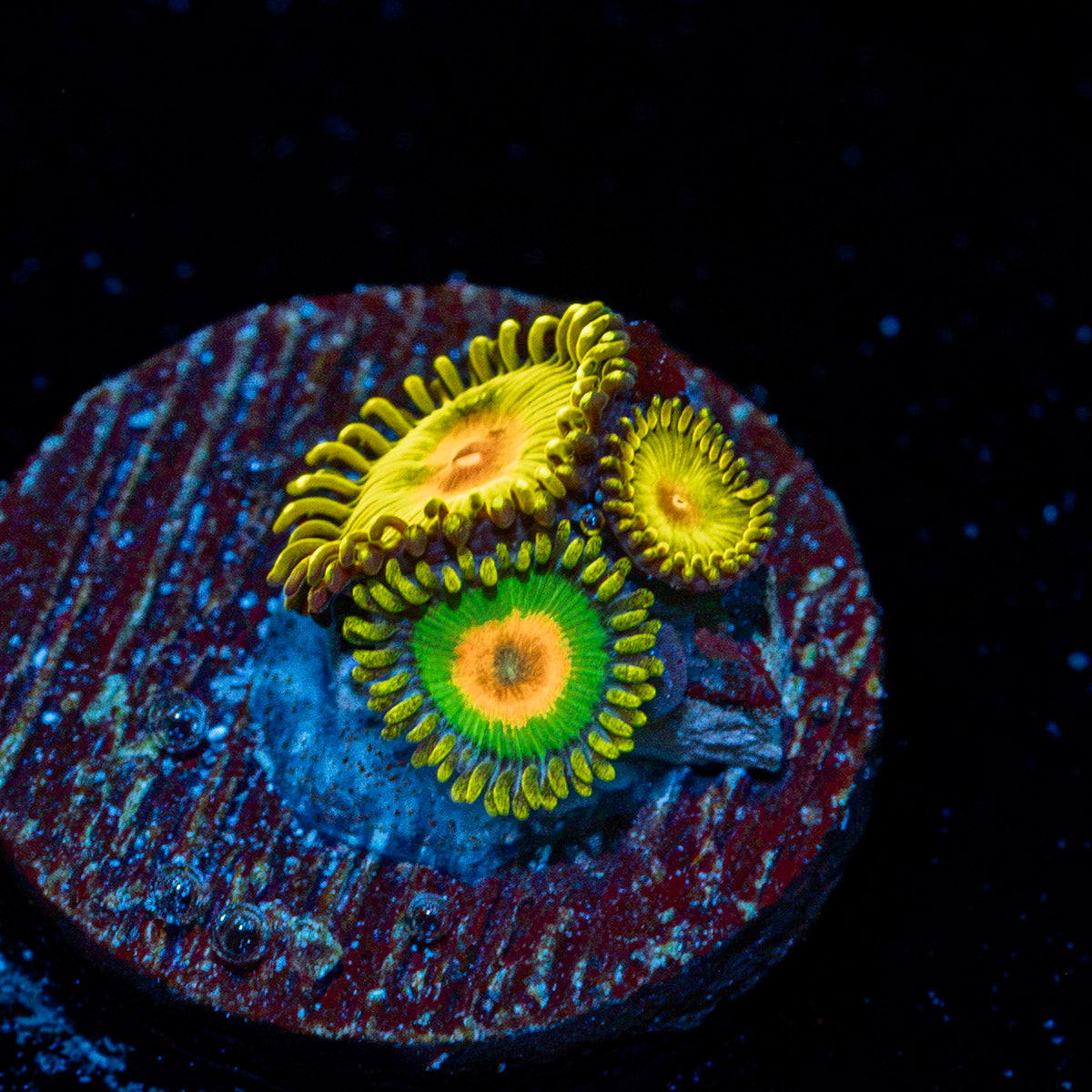 Golden Gods and Asta Zoanthid Coral colony growth in reef aquarium
