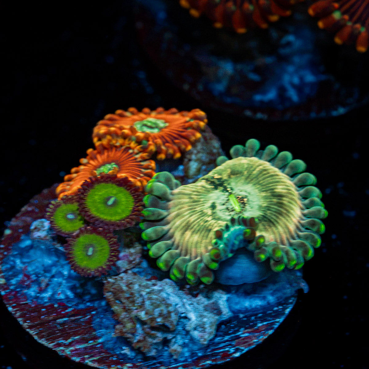 Coral Multi Plug Zoanthid with colony growth in reef aquarium