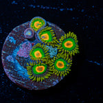 Rasta Zoanthid Coral with colony growth in reef aquarium