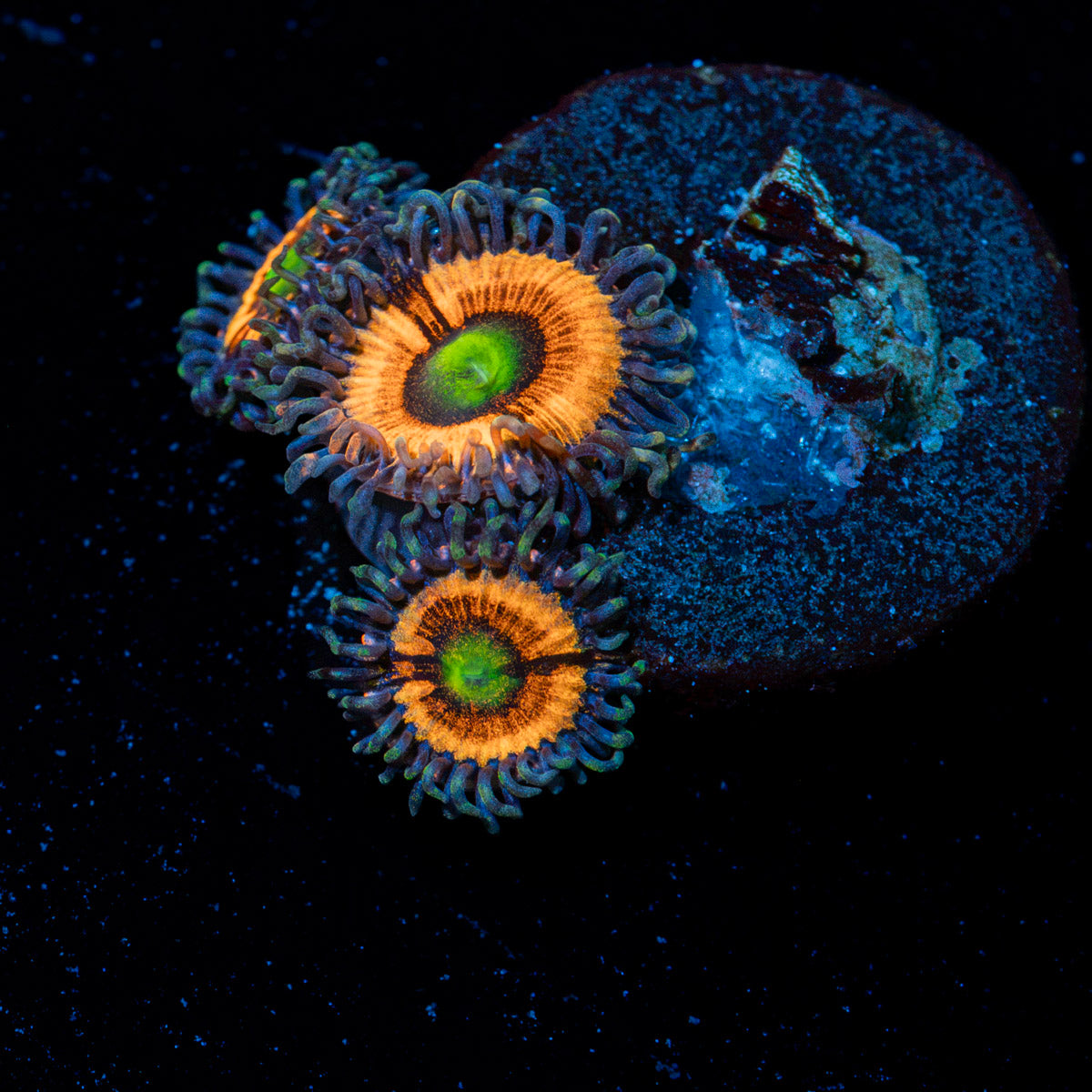 Blow Pop Zoanthid Coral colony growth in reef aquarium