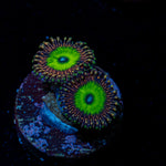 Candy Apple Pink Zoanthid Coral with colony growth in reef aquarium