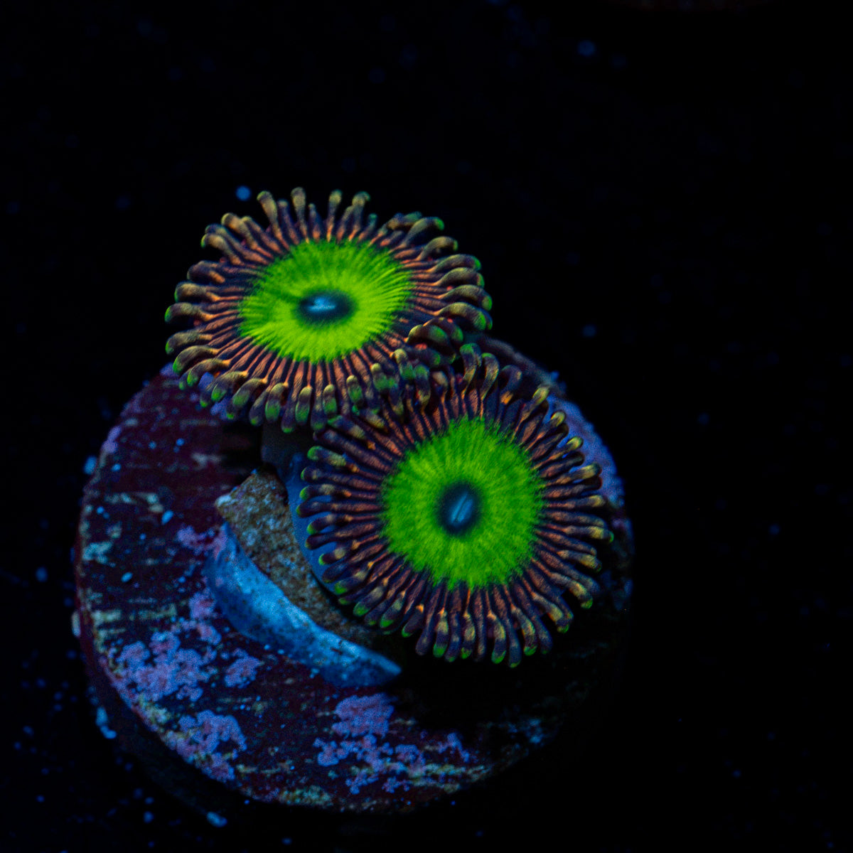 Candy Apple Pink Zoanthid Coral with colony growth in reef aquarium