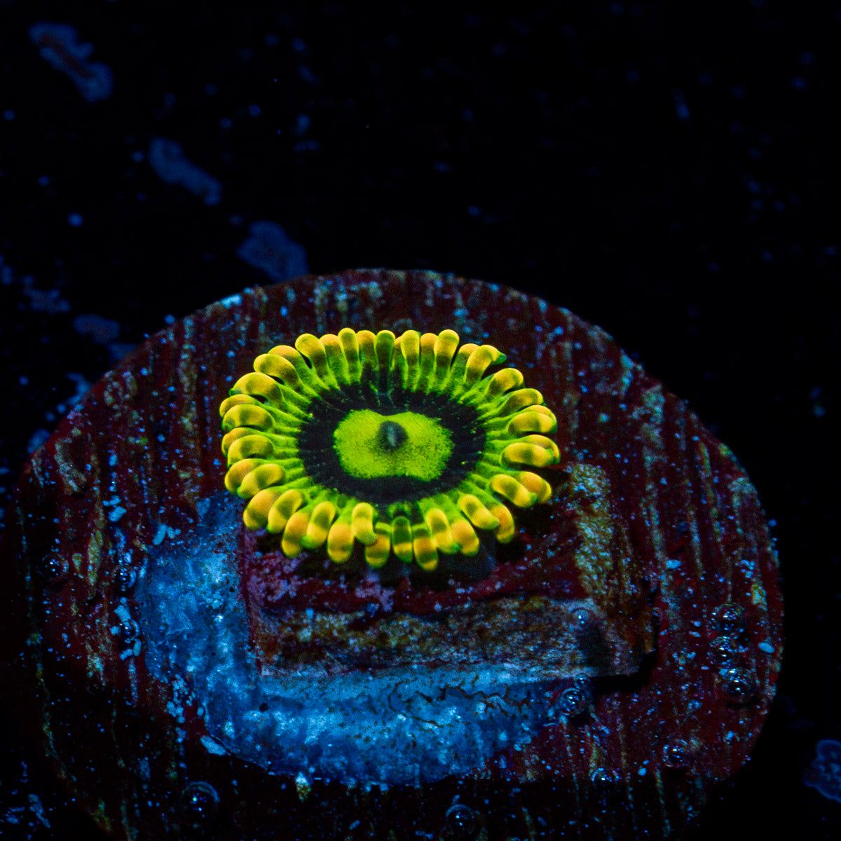 Rainbow Yoda Zoanthid Coral colony growth in reef aquarium