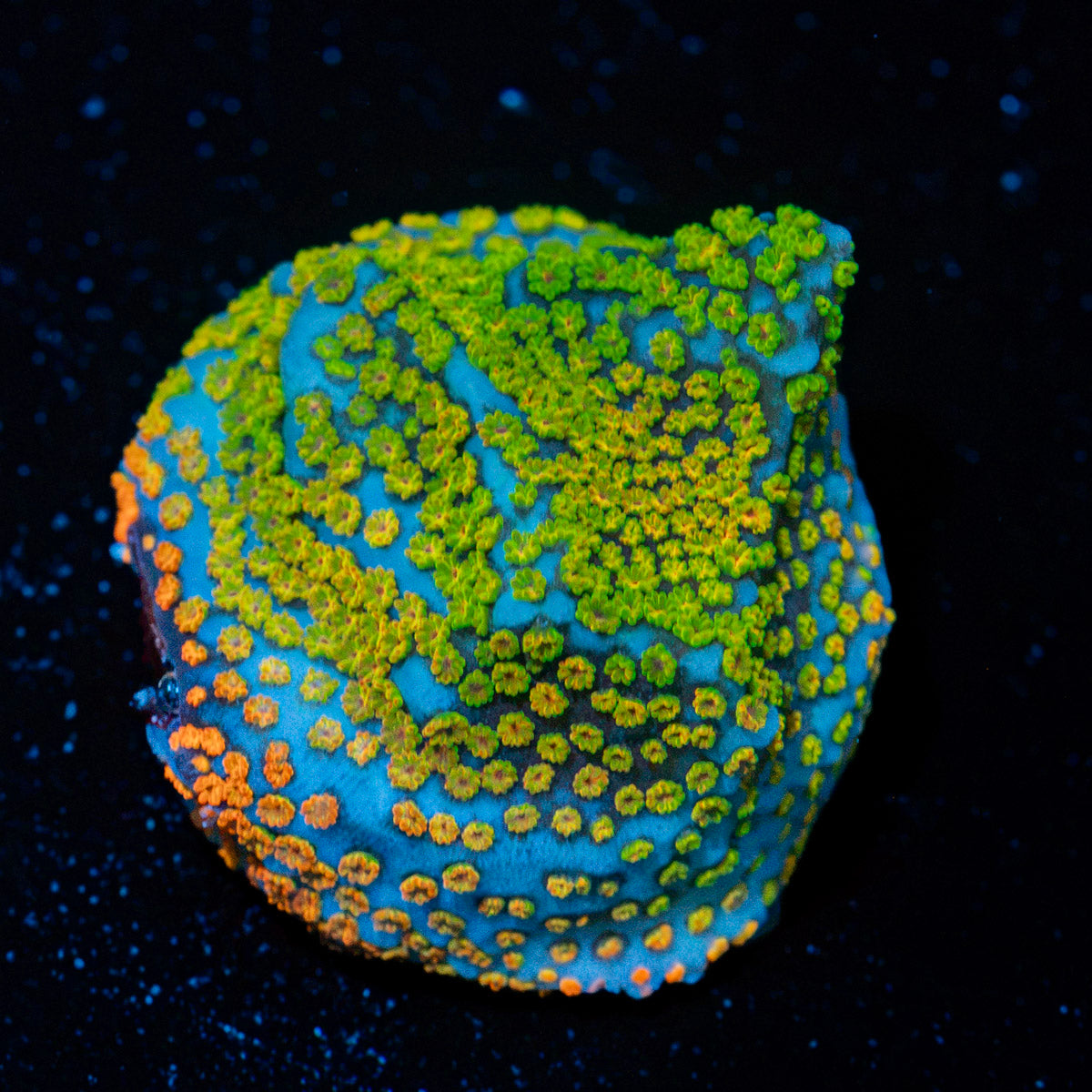 Aquaman Montipora Coral with branching growth in reef aquarium