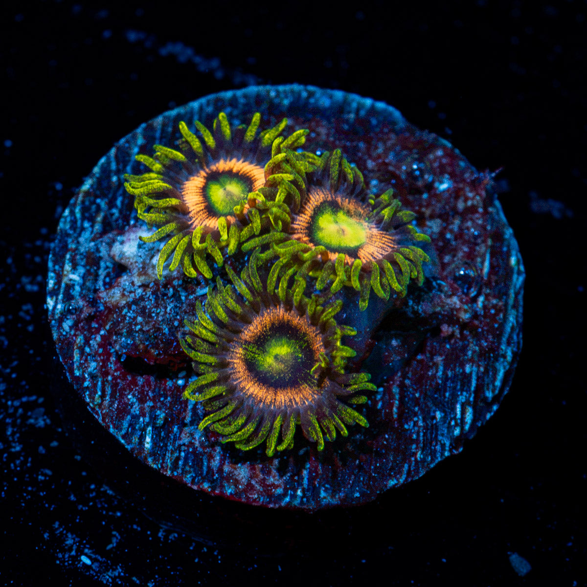 Kamikaze Zoanthid Coral with colony growth in reef aquarium