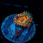Seduction Zoanthid Coral colony growth in reef aquarium