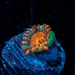 Seduction Zoanthid Coral colony growth in reef aquarium