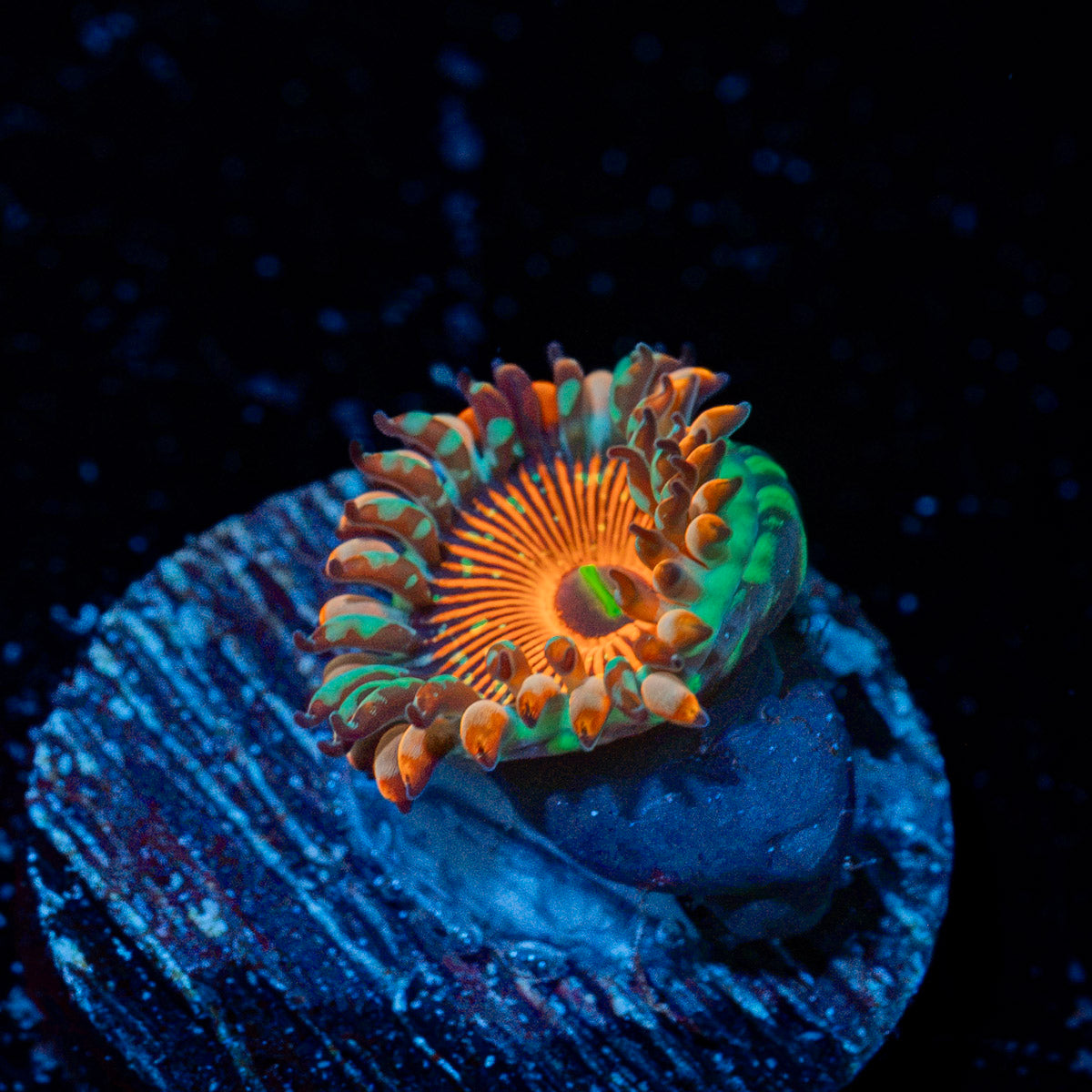 Seduction Zoanthid Coral colony growth in reef aquarium