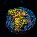Kamikaze Zoanthid Coral with colony growth in reef aquarium