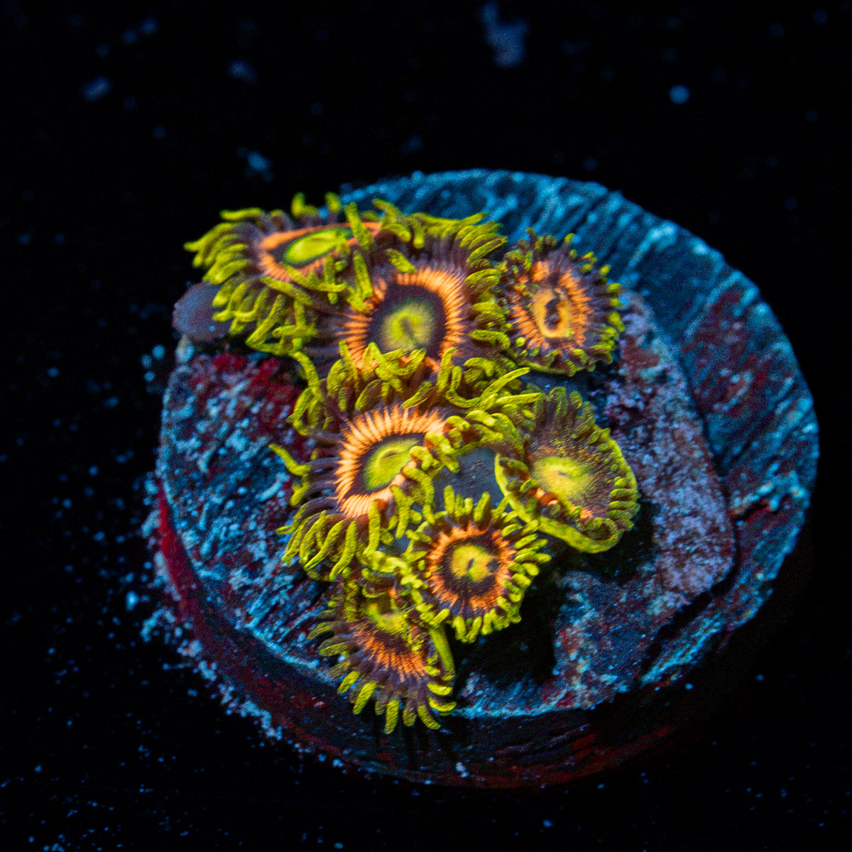 Kamikaze Zoanthid Coral with colony growth in reef aquarium