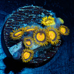 Tutti Fruity Zoanthid coral colony growth in reef aquarium