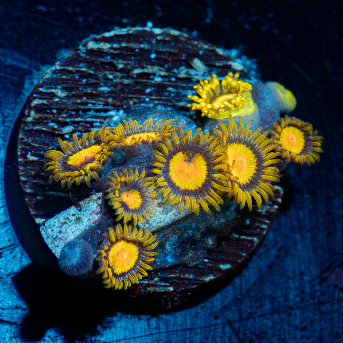 Tutti Fruity Zoanthid coral colony growth in reef aquarium