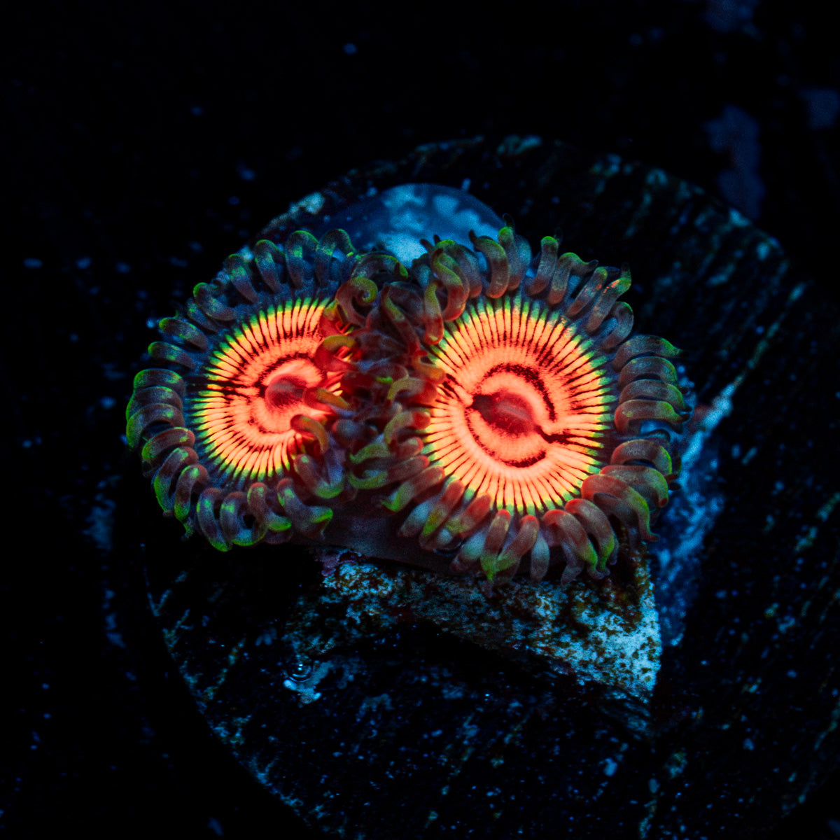 Fruit Ninja Zoanthid Coral with colony growth in reef aquarium