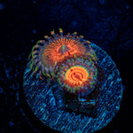 Fruit Ninja and Aztec Warrior Zoanthid coral colony growth in reef aquarium