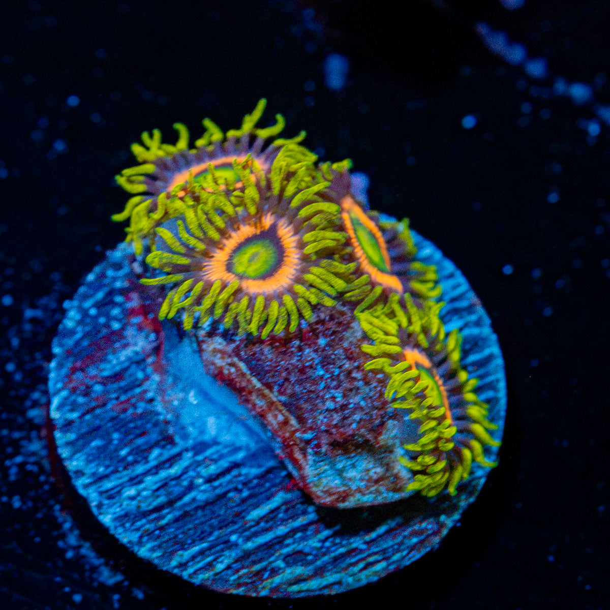 Kamikaze Zoanthid Coral colony growth in reef aquarium