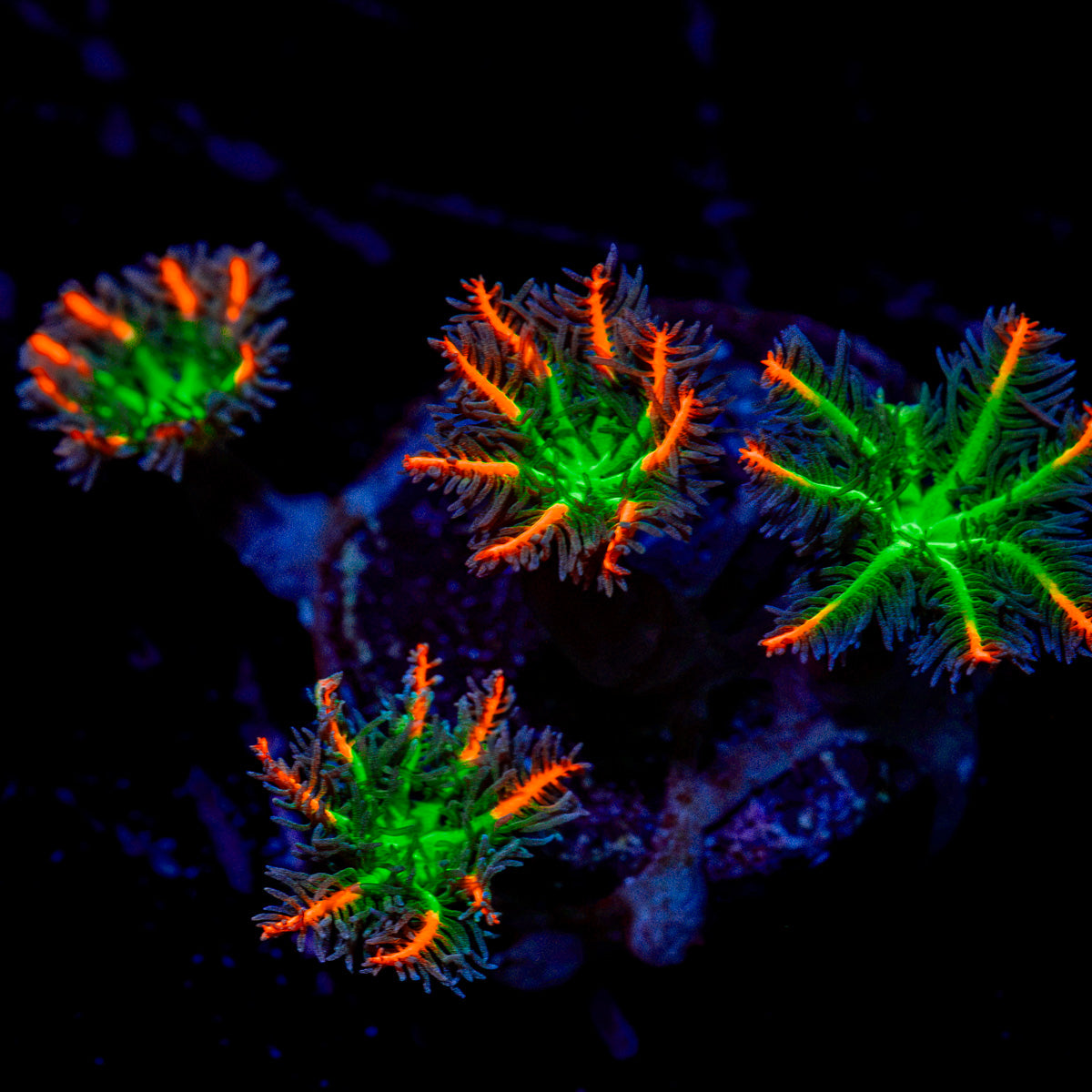 ARC Firework Clove Polyp Coral with colony growth in reef aquarium
