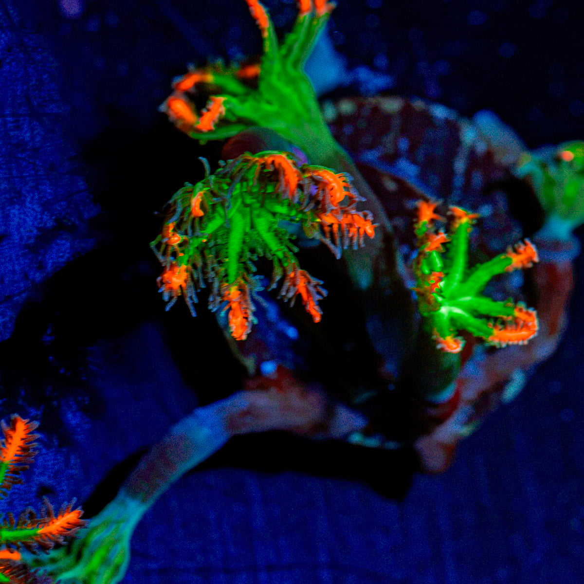 ARC Firework Clove Polyp Coral with colony growth in reef aquarium