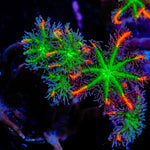 ARC Firework Clove Polyp Coral with colony growth in reef aquarium