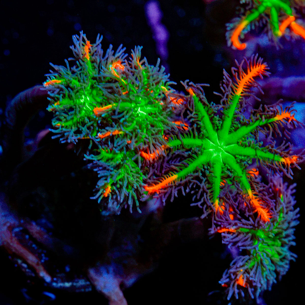 ARC Firework Clove Polyp Coral with colony growth in reef aquarium