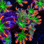 ARC Firework Clove Polyp Coral with colony growth in reef aquarium