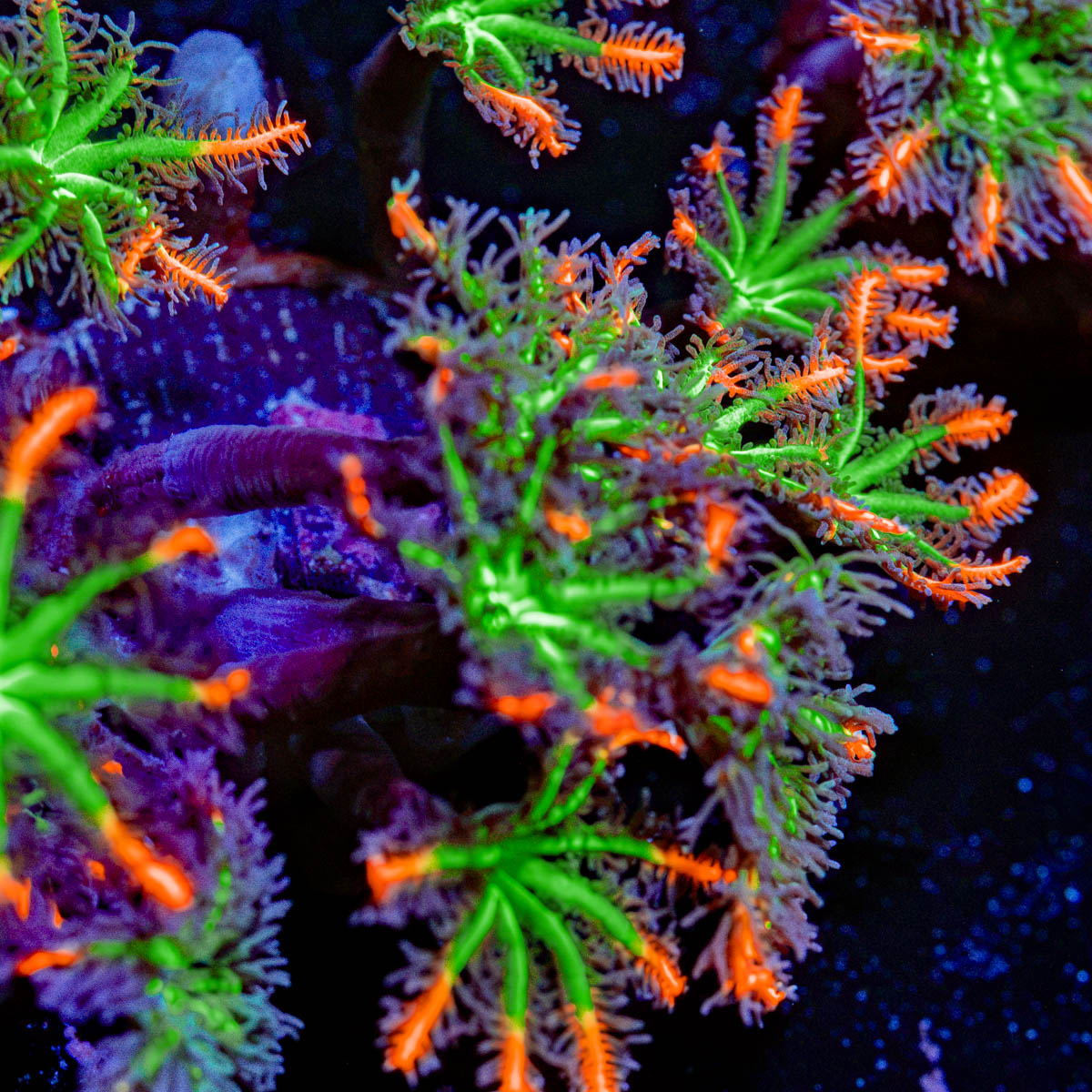 ARC Firework Clove Polyp Coral with colony growth in reef aquarium