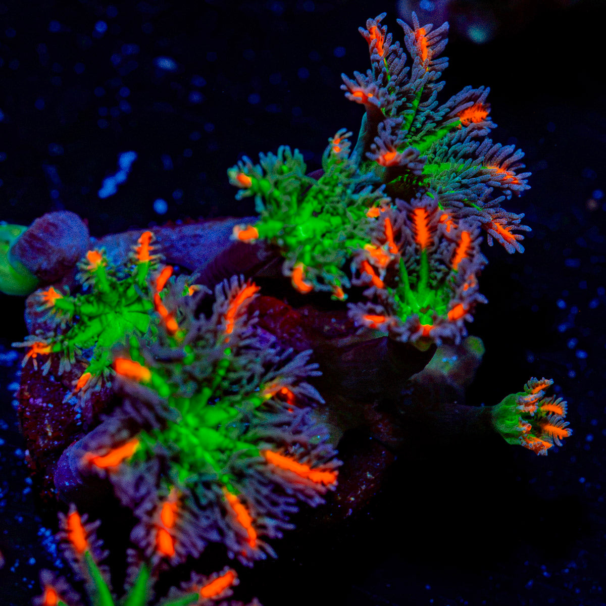 ARC Firework Clove Polyp Coral colony growth in reef aquarium