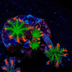 ARC Firework Clove Polyp Coral with colony growth in reef aquarium
